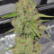 Big Bang Auto (GHS)