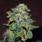 Blue Sherbet S1 strain