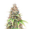 Critical Auto (Herbies Seeds)