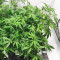 Critical Daddy feminized seeds