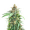 Delicious Cookies Feminized Seeds (Delicious Seeds)