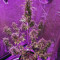Semi femminizzati Girl Scout Cookies Auto (Auto Seeds)