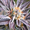 Kush Mintz Seeds (Barney’s Farm)
