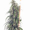 Graines de cannabis Mekong High (Dutch Passion)