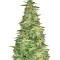 Semi femminizzati di Pounder Auto