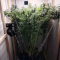 Venta de LSD Auto (Barney's Farm) | Semillas de marihuana feminizadas