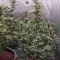 Gorilla Cookies Seeds
