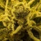 Blackberry Moonrocks Seeds (AlphaFem Seeds) - Cannabis Strain Seeds for Sale