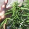 West Coast O.G. Seeds