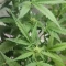 West Coast O.G. Seeds