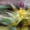 Caramelo Early Version Seeds (Delicious Seeds) - Cannabis Strain Seeds for Sale