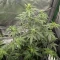 Achetez des graines féminisées Purple Juice Auto par Herbies Seeds