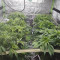 Acquista semi femminizzati Black Russian da Delicious Seeds