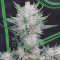 Vente de graines de cannabis Wedding Glue Auto (Fast Buds)