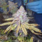 Super Silver Haze Seeds (Green House Seeds)