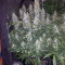 Acquista semi femminizzati Auto White Widow di Dutch Passion