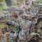 Wedding Cake Auto feminized seeds for sale by Original Sensible Seeds