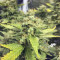 Blue Cheese Seeds (RQS) - Cannabis Strain Seeds for Sale