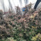 Purple Punch Cookies จาก Original Sensible Seeds