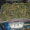 Original Cinderella Auto feminized seeds for sale: information and reviews