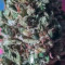 Original Auto BubbleGum Seeds