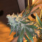 Mimosa x Orange Punch Seeds (Barneys Farm)