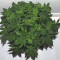 Blackberry Gum Seeds - Cannabis Strain Seeds for Sale