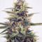 Sherbet Autoflower fem: semi in vendita, informazioni sui ceppi e recensioni dei clienti