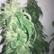 Venta de Pure Kush (GHS) | Semillas de marihuana feminizadas