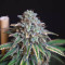 Vente de graines de cannabis Z Gorilla (Original Sensible Seeds)