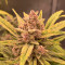 Vente de graines de cannabis Purple Lemonade Auto (Fast Buds)