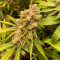 Tutankhamon / King Tut | Strain Information | Seeds For Sale | Reviews