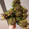 Vente de graines de cannabis Sweet Pure Auto CBD (Sweet Seeds)