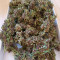 Black Cream Auto feminized seeds for sale: information and reviews