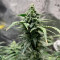 GH Cheese Seeds From Green House Seeds
