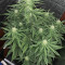 Forbidden Runtz Seeds - Cannabis Strain Seeds for Sale