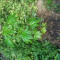 DDoS #33 Seeds (Herbies Seeds) - Cannabis Strain Seeds for Sale
