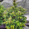 Scarlet Skunk Autoflower Feminized Seeds (Easy Grow Seeds)
