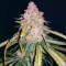 Skunk Auto feminized seeds (GHS)
