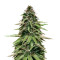 Afghan regular (Spliff Seeds)