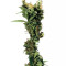 Arjan's Strawberry Haze (GHS)