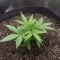 Auto Strawberry Soda Seeds (Dutch Passion)