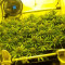 Black Russian Seeds