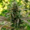 Durban Dew Seeds