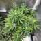 Forgotten Cookies Auto (Mephisto Genetics)