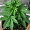 Frosted Guava Seeds (Original Sensible Seeds)