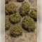Future #1 Seeds (Blimburn Seeds)