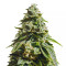 Glue Kripple (Dr. Krippling Seeds)