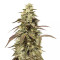 Grape OX regular seeds