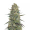 Hindu Cream (Big Buddha Seeds)
